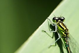 azuren dame sur claes touber