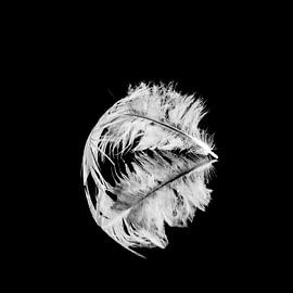 Plume blanche immobile sur fond noir sur Abstract on the move