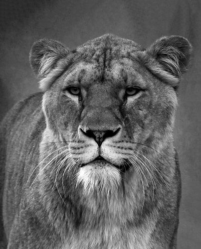 Lionne en noir et blanc