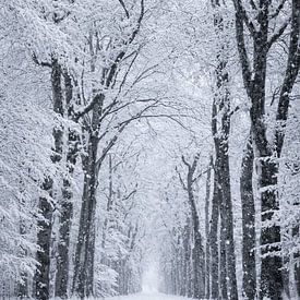Sneeuwbedekte Boslaan tijdens Zachte Winterse Sneeuwval van Design Wall Arts
