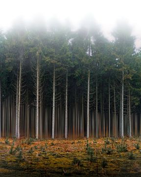 The Woods are Lovely, Dark, and Deep by Anthony Trabano