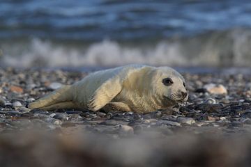 Grijze Zeehond Brul Helgoland Eiland Duitsland van Frank Fichtmüller