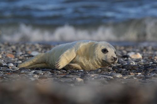 Grijze Zeehond Brul Helgoland Eiland Duitsland