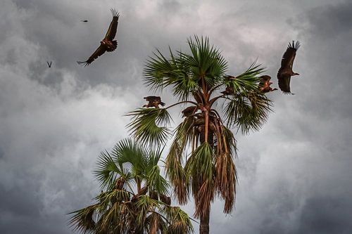 Weißkopfgeier beim Abflug