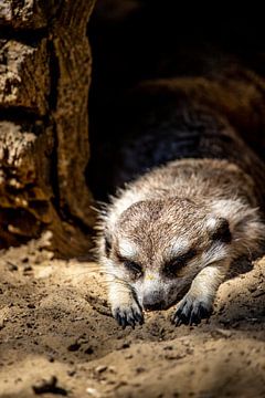 Sleeping meerkat in your burrow by Fotos by Jan Wehnert