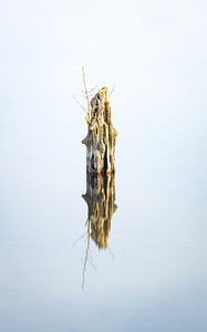Morgenstimmung am See