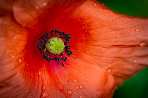Roter Mohn