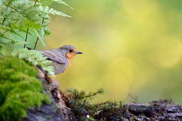 Rotkehlchen ( Erithacus rubecula ) im Sommer, sitzt versteckt im Unterholz, typische Umgebung, Europ von wunderbare Erde