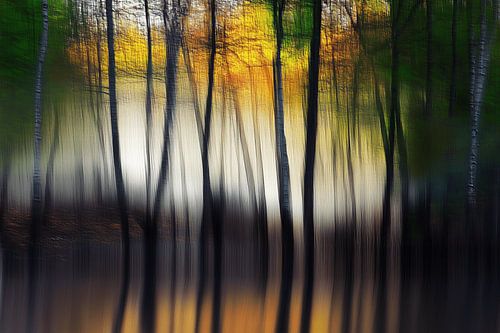 De magie van het bos