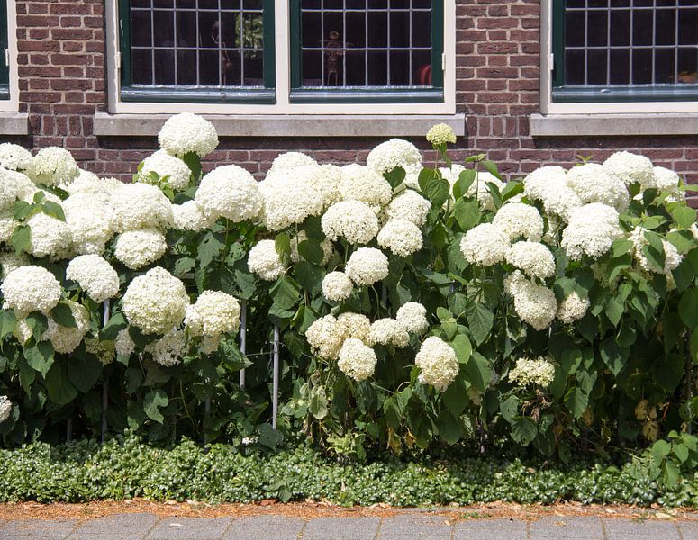 Hydrangea Annabelle van Henk Alblas