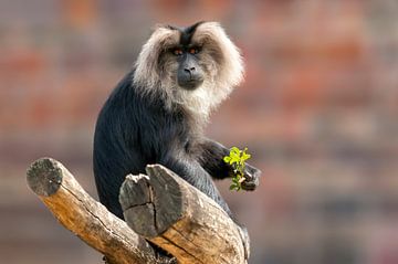 Un singe barbu se prélasse sur une branche d'arbre sur Mario Plechaty Photography