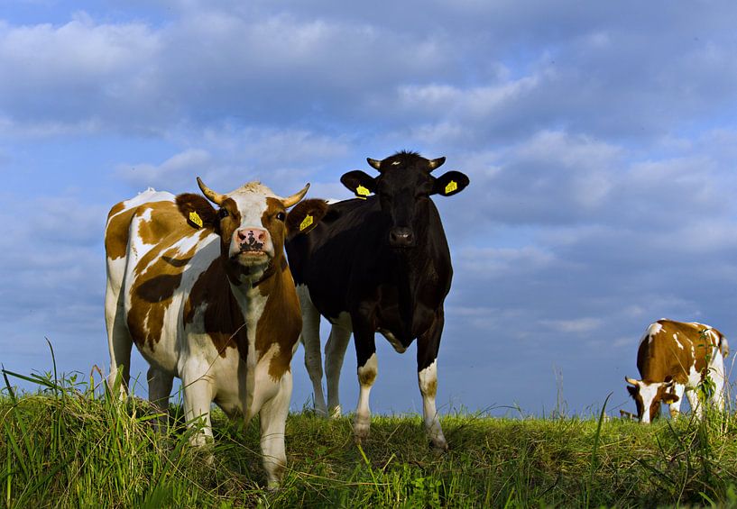 proud cows by joyce kool