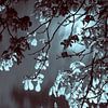 Kastanjeboom bij maanlicht van Raoul Suermondt