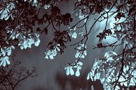 Kastanjeboom bij maanlicht van Raoul Suermondt thumbnail