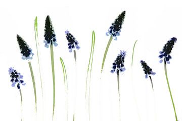Grape hyacinths