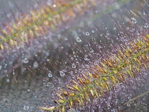 Humidité - gouttes de pluie en macro