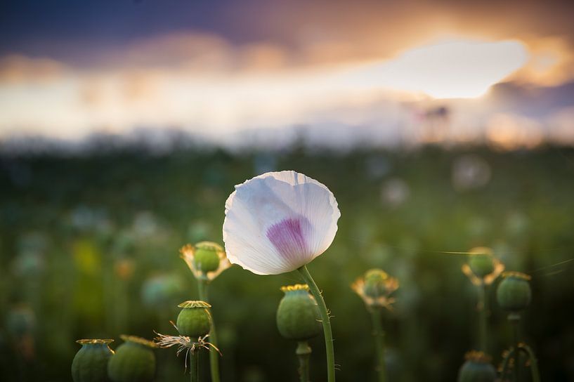 Mohnblume von Ronnie Schuringa