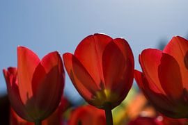 Tulpen tegenlicht by Jackie Fotografie