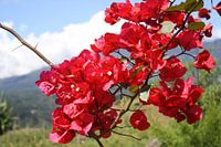 Red flowers