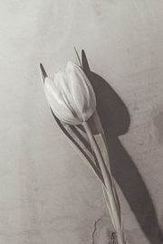 Hide and seek van DTC Art