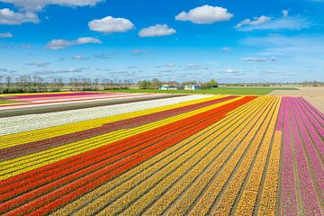 Tulips in a field with clouds above during springtime seen from  by Sjoerd van der Wal Photography
