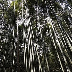Bamboe Bos von Kim Koppenol