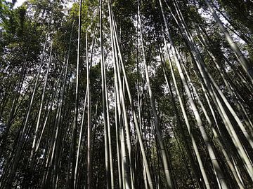 Bamboe Bos van Kim Koppenol