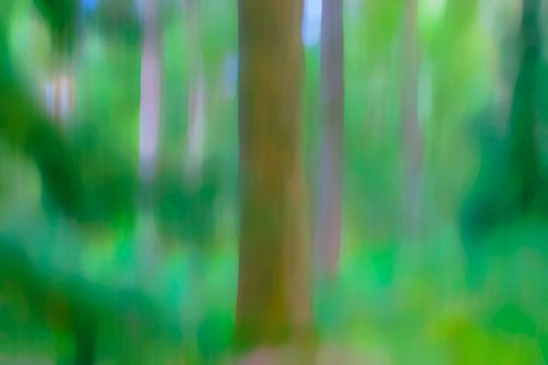 forêt de contes de fées I