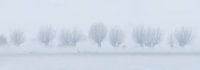 Vreugderijkerwaard in the fog