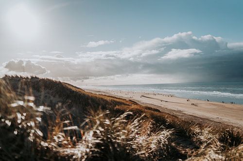 Nederland | Castricum aan zee | duinen, strand & zee | natuur