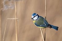 Pimpelmees tussen het riet