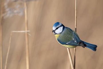 Pimpelmees tussen het riet van Jan Jongejan