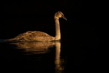 Swan in the evening sun by Ronald Buitendijk Fotografie