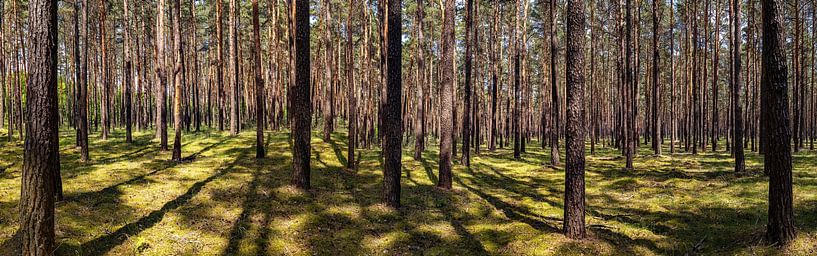 Wald Panorama von Frank Herrmann