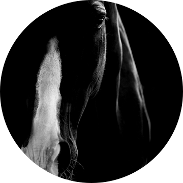 Essentie van Paardenkracht - Monochroom Portret van Femke Ketelaar