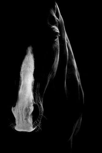 Paard Essentie van Paardenkracht Monochroom Portret
