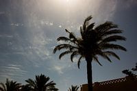 Palmboom in de zon