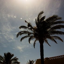 Palmboom in de zon van Peter-Paul Timmermans