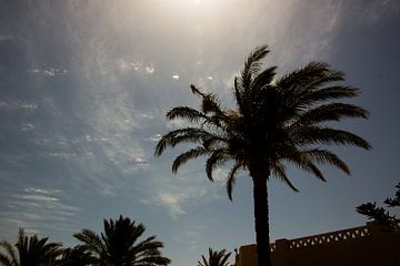 Palmboom in de zon