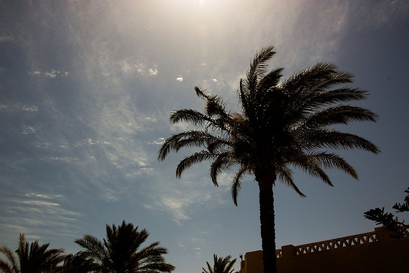 Palmboom in de zon by Peter-Paul Timmermans