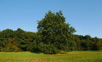 Eiche auf einer Wiese von Wim vd Neut