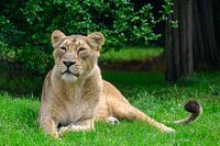 Leeuwin liegt entspannt im Grünen