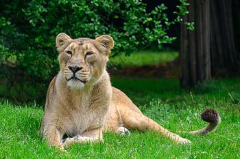 Leeuwin ligt relaxed in het groen