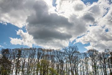 Ciel nuageux et rangée d'arbres en Hollande