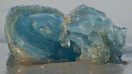 Bloemkool kwal op strand von Art Wittingen