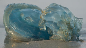 Bloemkool kwal op strand