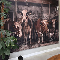 Klantfoto: Koeien in oude koeienstal van Inge Jansen, als ArtFrame