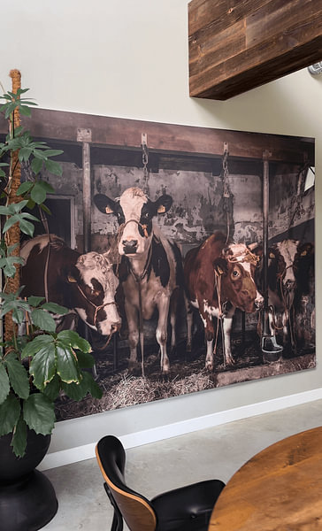 Photo de nos clients: Vaches dans une ancienne étable par Inge Jansen, sur ArtFrame
