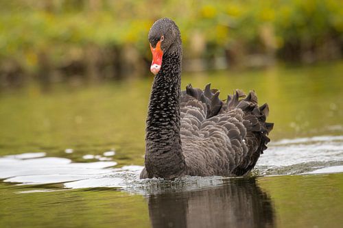 Een prachtige zwarte zwaan