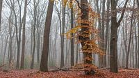 Buche zwischen den Eichen
